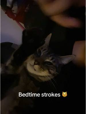 A post by @karolinahojda on TikTok caption: Cant get enough 😍 #catsoftiktok 