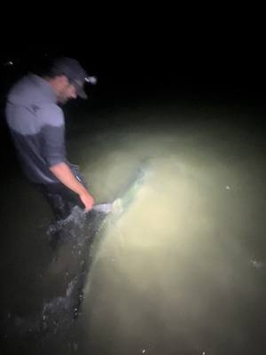 A post by @catching_dinosaurs on TikTok caption: @TyPigPatrol and i have caught some insane fish over the years, landed a giant Texas tarpon under the full moon might be hard to top. #fishingtackle #gamefish #texas #prehistoric #nature #wildlife #tarpon #texas #bassfishing #rivermonster #explore #foryoupage 