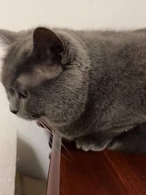 A post by @hotoy2223 on TikTok caption: cat#cat 