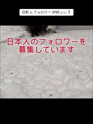 A post by @takkin_yokohama on TikTok caption: 日本人なのに日本人のフォロワーがほとんどいません（−＿−；） 日本人にウケるコンテンツをアップして行きますので、相互フォローをお願いいたします。 #日本人  #相互フォロー  #相互フォローお願いします 