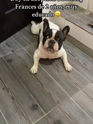 A post by @beaglemiloo on TikTok caption: jejeje 