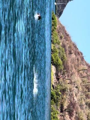 A post by @aylin_kint on TikTok caption: Saltos de mantarraya en BCS  #bajacaliforniasur #mantarraya #loreto 