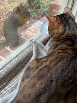 A post by @energy_and_jinx on TikTok caption: new friends were made (maybe) 😂 #cat #catsoftiktok #squirrel #fyp #foryou 