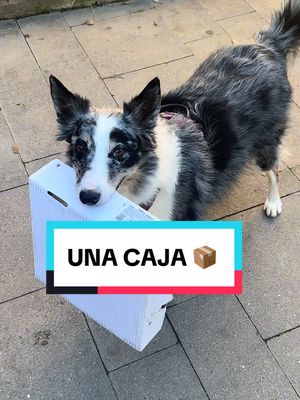 A post by @aria.bordercollie on TikTok caption: Yo la verdad que no sé porqué me gasto dinero en juguetes 🤣🤣  Pd: recogí todos los rocitos ♻️ 🚮 #bordercollie #mascotastiktok #humor #dogsoftiktok 