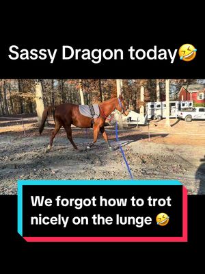 A post by @amarillomorning_sage on TikTok caption: Someone forgot how to trot nicely on the lunge today🤣 #horses #equestrian #horsesoftiktok #equestriansoftiktok #redmare #redmareproblems #spicydragon #teamdragon #equestrianlife 