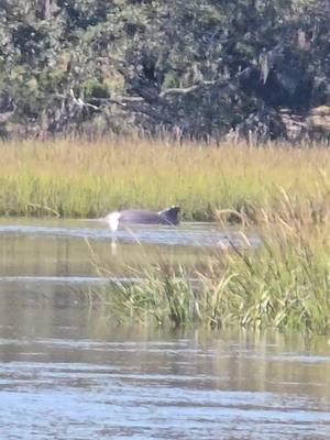 A post by @dahlzzzzensiow1 on TikTok caption: amasing i saw dolphin 🐬 in the lake. 😊