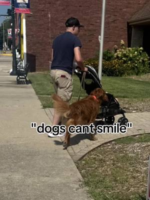 A post by @tori_crackel on TikTok caption: Everyone loves this boys smile❤️ He was so proud to earn his 6th title last weekend!  #goldenretriever #dogsoftiktok #fieldbred #dockdiving #akcsportdogs #family #CapCut 