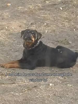 A post by @britbratn1719 on TikTok caption: He was just minding his business and I called him "handsome baby poppa" through the window 🤣🤣 He gets so happy and excited lol #dogs #rottweiler #rottweilersoftiktok #rottweilers #dog #dogsoftiktok #trainingdog #goodboy #gaurddog #fypシ #bark 