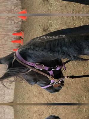 A post by @wisetiger on TikTok caption: #equestrian #gelding #equestriansoftiktok #ottsb #standardbred #horse #fyp 