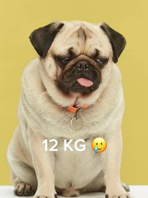 A post by @hoootdogs on TikTok caption: Just -4kg ..😅🫨🐽🧪 #pug #dog #fatdog #thesubstance