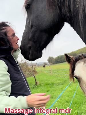 A post by @famillefavorelalicia on TikTok caption: Havana qui me masse 😛😛😛 #havana #frison #cheval #jument #horse #animaux #massage #Love #amour #gentillesse 😍😍😍