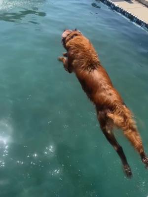 A post by @tori_crackel on TikTok caption: This girl is a true dock lover at heart! #DogTraining #sportdog #goldenretriever #fieldbred #fyp #dogsoftiktok 