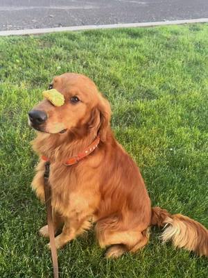 A post by @tori_crackel on TikTok caption: The bestest boy🐾 @Anastasiamueller #goldenretriever #sportdog #dogsoftiktok #akcsportdogs  