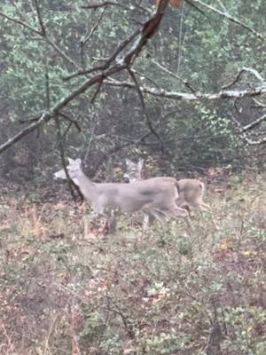 A post by @outdoorswithdaniel on TikTok caption: Sitting with my son on the first day of rifle season just enjoying the scenery. #Outdoors #hunt #hunting #hunts #deerhunt #deerseason #deerhunting #bowhunting #bowhunt #huntingtiktok #hunter #deerhunter #bowhunts #deers #deerhunt #deerhunter #deerhunts 