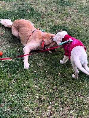 A post by @doggy.marley0615 on TikTok caption: Sunday vibes 🤭 #goldenretriever #goldenretrieverlife #dog #goldernsoftiktok #cutedog #pet #petlover #petlovers_pets #doggo #foryou #ゴールデンレトリバー #dogtiktok #doglover #dogsofttiktok #fyp 