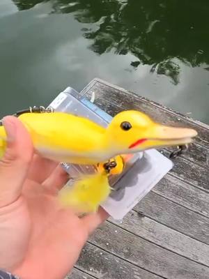 A post by @kickintheirbasstv on TikTok caption: Should we go fishing with the duck lure again?! 🐥🐟 #fishing #fish #duck #ducklure #topwater #pond #pondfishing #fyp #fishingvideos #kickintheirbasstv 