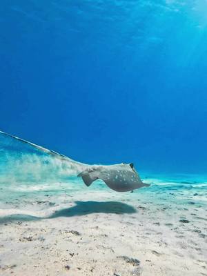 A post by @outdoorkindaguy on TikTok caption: Can anyone name this ocean creature? 👀💙🤙  #gopro #marinelife #freediving #oceantherapy #underwater 