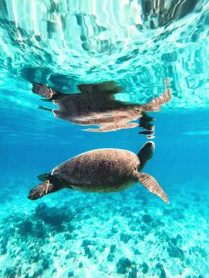 A post by @outdoorkindaguy on TikTok caption: A reminder to take a deep breathe 😮‍💨🐢💙 #gopro #oceantherapy #underwater #relaxing @GoPro 