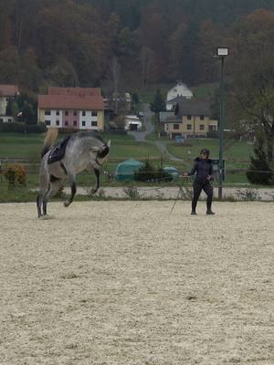 A post by @art.of.dressage on TikTok caption: Hop Hop Pferdchen, lauf Galopp! 🐴 Galopp ist für mich eine der schönsten Gangarten. Die Dynamik und der Schwung faszinieren mich jedes Mal, und das Reitgefühl eines lockeren Rückens im Galopp ist für mich unvergleichlich. Aber Galopp hat so viel mehr Vorteile, wenn wir ihn regelmäßig in unser Training integrieren. Ich habe die Erfahrung gemacht, dass wir den Rücken im Galopp am leichtesten locker arbeiten können. Das bedeutet im Umkehrschluss, dass wir dabei gezielt die Bauchmuskulatur trainieren können – ein wichtiger Aspekt für die Tragfähigkeit und Gesundheit unseres Pferdes. Außerdem nutze ich den Galopp sehr gerne als Konditionstraining, denn ich möchte fitte und leistungsbereite Pferde haben. Bei den meisten meiner Pferde merke ich auch, wie stark der Galopp die Balance schult. Deshalb gebe ich meinen Schülern oft direkt am Anfang die Aufgabe, ihre Pferde regelmäßig in allen drei Grundgangarten zu longieren. Schließlich: Wie soll unser Pferd ordentlich mit uns arbeiten, wenn es dies nicht ohne uns kann? Trotz der vielen Vorteile des Galopps ist Vorsicht geboten. Für Pferde mit gesundheitlichen Problemen wie Sehnen- oder Gelenkschäden sowie für übergewichtige Pferde kann Galopp schädlich sein. Der erhöhte Stoß auf Sehnen, Gelenke, Bänder und Knochen sollte in solchen Fällen unbedingt vermieden werden. Wie integriert ihr den Galopp ins tägliche Training? Und achtet ihr darauf, alle drei Gangarten regelmäßig zu arbeiten? 🌟 #GaloppTraining #Pferdegesundheit #Pferdetraining