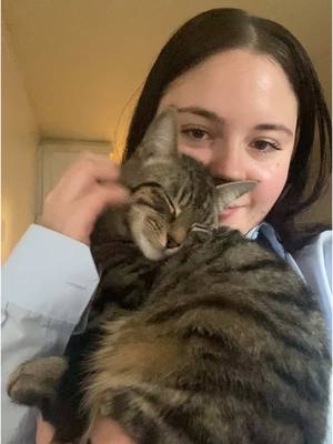 A post by @karolinahojda on TikTok caption: My little princess #catsoftiktok 