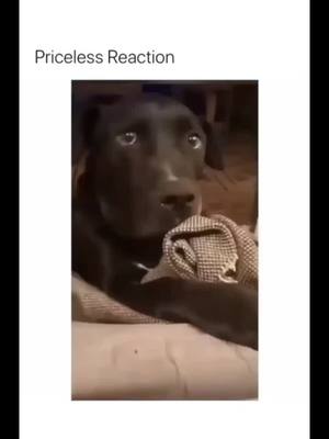 A post by @cutedogsonly on TikTok caption: Funny & Cute Dogs Comp 🤣 . . . .#dogsoftiktok #dog #dogs 