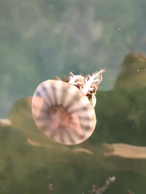 A post by @samanthafox783 on TikTok caption: upsidedown jellyfish 🥰🥰