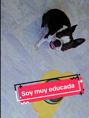 A post by @kira.c.g on TikTok caption: #Practicando lo #juiciosa que soy. #dogs #perrostiktokers #bostonterrier #colombia #argentina🇦🇷 #kira  #PetsofDyson 