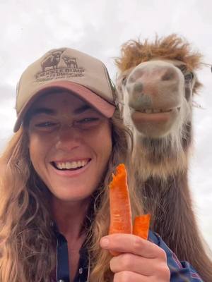 A post by @knucklebumpfarms on TikTok caption: Just share a carrot with Derek 