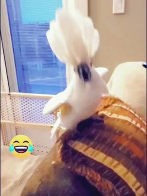 A post by @pennythecockatoo on TikTok caption: #cute #Penny #Cockatoo #dance #repost #Fyp #❤️