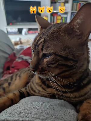 A post by @felinofloki on TikTok caption: #小猫 #felinofloki #gattobengala #bengalcat #fypシ #neiperte #persempre #loveit #amore #fouryou #babysleep #sleep 