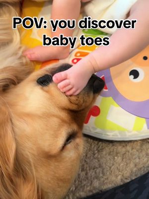 A post by @napathegolden on TikTok caption: IYKYK #babytoes #goldenretriever 