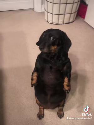 A post by @megandice1 on TikTok caption: Repost of our most famous video! #puppy #dachshund #dogsoftiktok