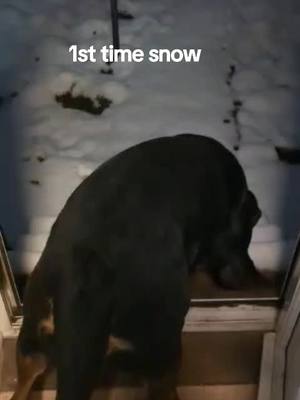 A post by @tickiditokwoman on TikTok caption: #fyp #rottweiler #dogs #funnydogs 