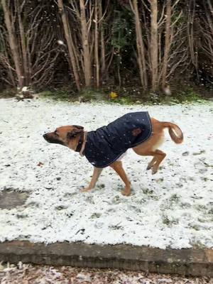 A post by @delfetnatsu on TikTok caption: Ca c mon cheval de course :) dans son manteau Diego & Louna ❤️ et Tu  pousses la chansonnette :) ya de la neige et des faisans 🤣🤣 #cejour #dog #dogsoftiktok #funnyy #bestlife #funnytiktok 