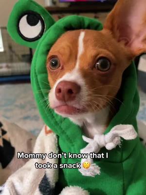 A post by @pollytaylorandjessie on TikTok caption: #onthisday #cutedog #tiktokdogs #chihuahua                 Shes all about snacks 🦴 