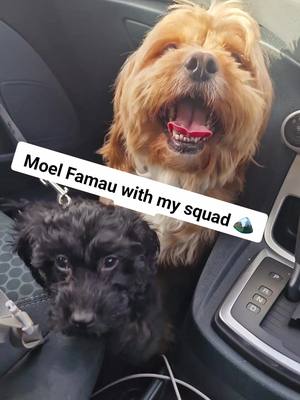 A post by @scottquick on TikTok caption: I love my squad ❤️  . . . . #foryou #fypシ #scottnotsoquick #fyp #foryourpage #Love #viral #moelfamau #northwales #Wales 