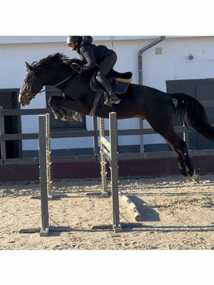 A post by @gandori on TikTok caption: Meet: UNIVERS ( Quantico (Diamant de Semilly) X Atlantic (Accord II) ) 4-year-old stallion. Well behaved, easy to ride. Could be suitable for amateur rider. #FORSALE ‼️ #showjumping #showjumper #showjumpinghorse #equestrian #equestrianlife #younghorse #training horse by: @ZOLTÁN MEDGYESI 