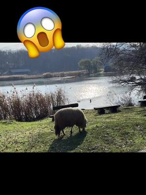 A post by @peppe.totaro on TikTok caption: #effettivocali #pecora #relax #lago #romania #sibiu 