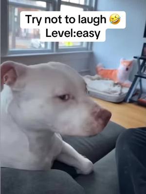 A post by @clipstiktoks521 on TikTok caption: Funny animals#funnytiktok #funny🤣 #humor #funnyanimals #trendingvideo #comedia 