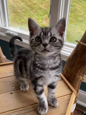 A post by @cognacbullies on TikTok caption: Baby Chapoe when he was so little #americanshorthair #kitten