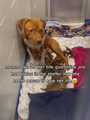 A post by @voicesforcarolinaanimals on TikTok caption: This sweet momma is sadly serving a bite quarantine. We don't know the details that surround the situation but there were other dogs involved and she may have just been with them. Plus EXTREMELY pregnant and feeling scared for herself out on her own. We don't know.  But what we do know is that momma has been very sweet at the shelter and has allowed handling of her pups with no issues. We can't judge her past because we don't know the full story. But what I can say is that irresponsible dog owners put her in this situation. That is certain. Now it's on us to find her a new beginning. Now it's on us to find a chance for her and her newborn puppies.  Momma will be available for release WITH her babies to 501c3 rescue only.  Further information pending. Names needed for momma and her pups. Comment your ideas. ❤️