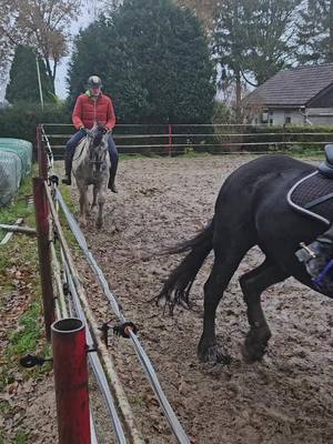 A post by @winniethetinker on TikTok caption: knappe poon❤#horse #tinker #irishcob #ataxiahorse 