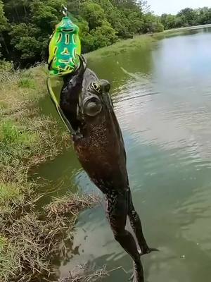 A post by @kickintheirbasstv on TikTok caption: Catching a frog on a frog? 😂🐸 #fish #fishing #frog #bullfrog #frogfishing #pond #fyp #fishingvideos #kickintheirbasstv 