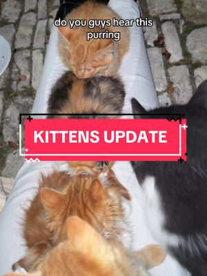 A post by @datrie on TikTok caption: KITTENS UPDATE‼️