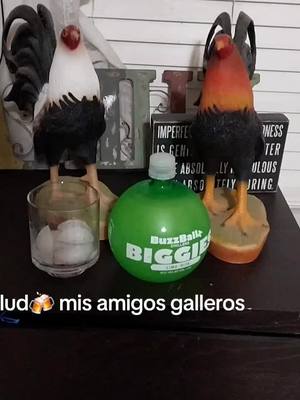 A post by @martinmtz64 on TikTok caption: #megaderby #gallosfinos #sanluispotosi🌵🇲🇽 ##viralvideo #sanluispotosi🌵🇲🇽 #caballosbailadores 