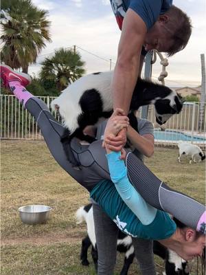 A post by @ryansacrobat on TikTok caption: Am i doing this Goat Yoga right ? #goatyoga #cirqueacrobats #cirquetok @cirquedusoleil @taeko @April Gould 