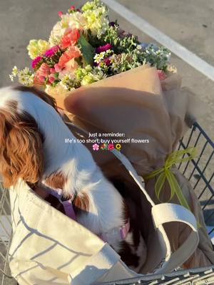 A post by @coquettecavalier on TikTok