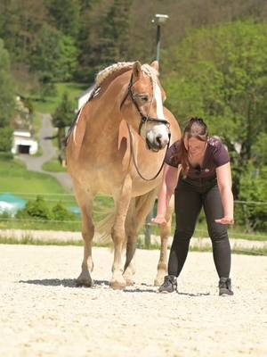 A post by @art.of.dressage on TikTok caption: Seitengänge – Wie starten wir sie, was bringen sie unserem Pferd, und worauf sollten wir bei der Ausführung achten? All diese Fragen beantworte ich in meiner Membership! In diesem Video war es noch herrlich warm, aber die Winterzeit eignet sich perfekt, um sich mit Videos weiterzubilden und Neues zu lernen. 📢 Black Week Special: Spare jetzt 25 % auf meine Membership mit dem Code BLACK! 👉 Sichere dir dein Wissen und starte mit deinem Pferd durch! 🐴 Jetzt reinschauen und profitieren! https://myablefy.com/s/Art-of-dressage