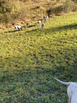 A post by @robinmuller09 on TikTok caption: 11h30 laché sur un pied pas evident en prenant en compte le dégel et le vent d’autan 🐶🐗🇫🇷 #chasse #sanglier #chassetricolore #leshurleurscarlanais #foryoupage #pourtoi #foryou 