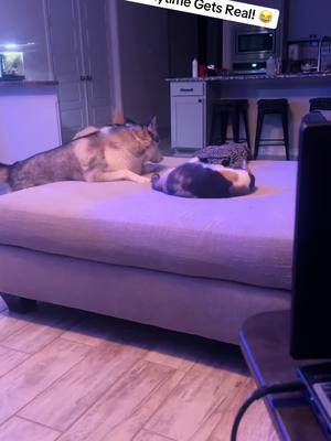 A post by @aimster813 on TikTok caption: Luna the husky is starting to show her age a bit, it makes playtime with the cat Moxy a bit safer though lol! Also Moxy thinks she is a dog…😂#fyp #pet #tiktok #Love #husky #cat #cute #play #furry #fun #dog #kitten #animal #sweet 